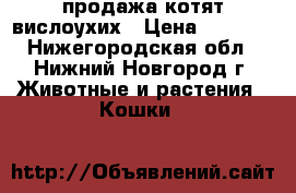 продажа котят вислоухих › Цена ­ 4 000 - Нижегородская обл., Нижний Новгород г. Животные и растения » Кошки   